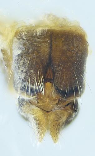 Chironomus sp.